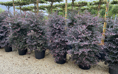 LOROPETALUM CHINENSE BLACK PEARL